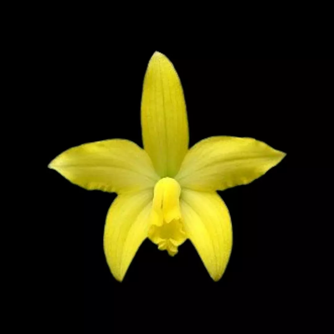 Laelia briegeri