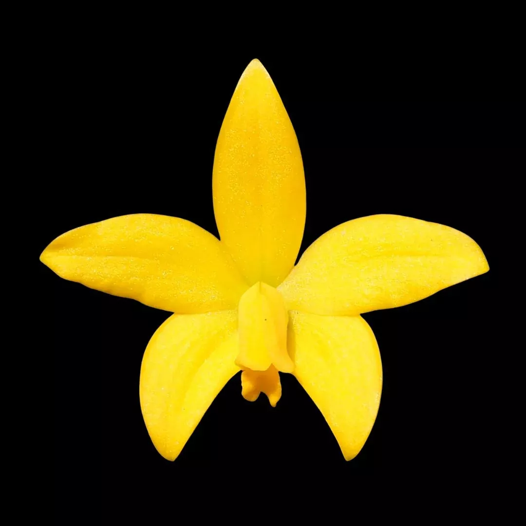 Laelia esalqueana