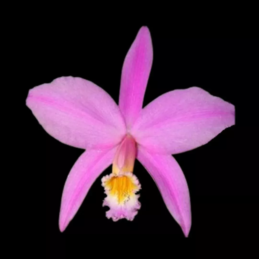 Laelia jongheana