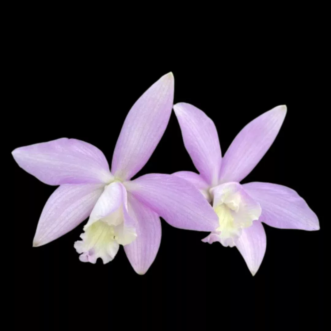 Laelia kettieana
