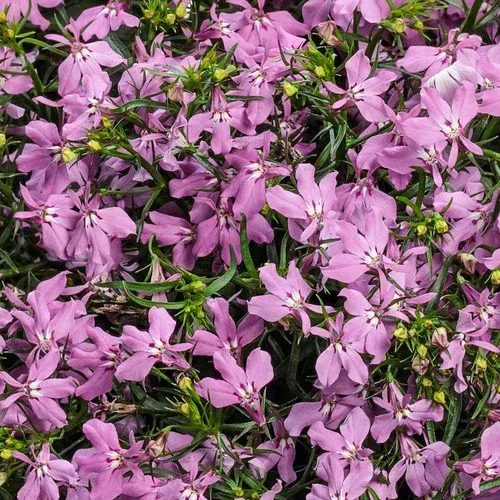 Laguna Royale Pink Lobelia