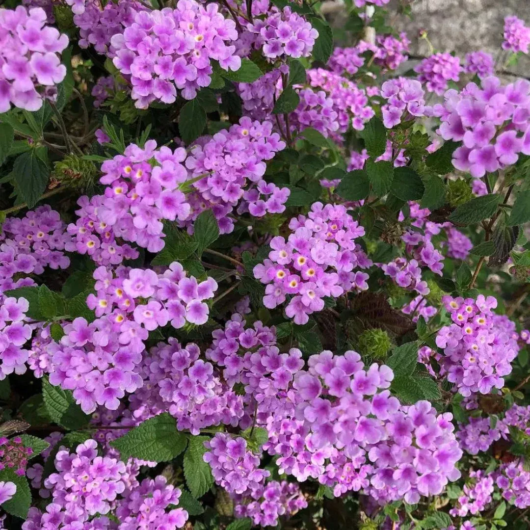 Lantana Montevidensis ‘Trailing Purple – [EG]