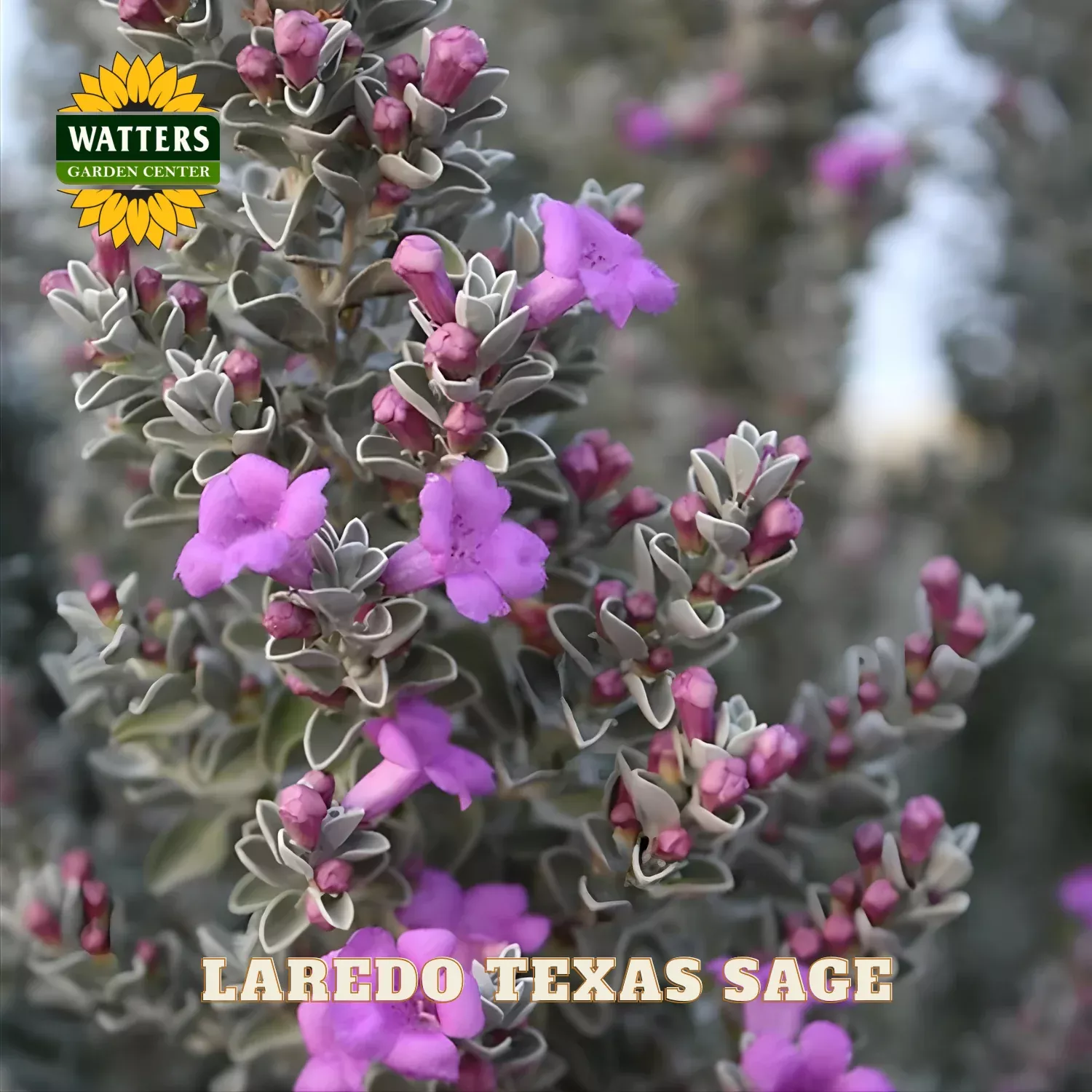 LAREDO TEXAS SAGE 2gal