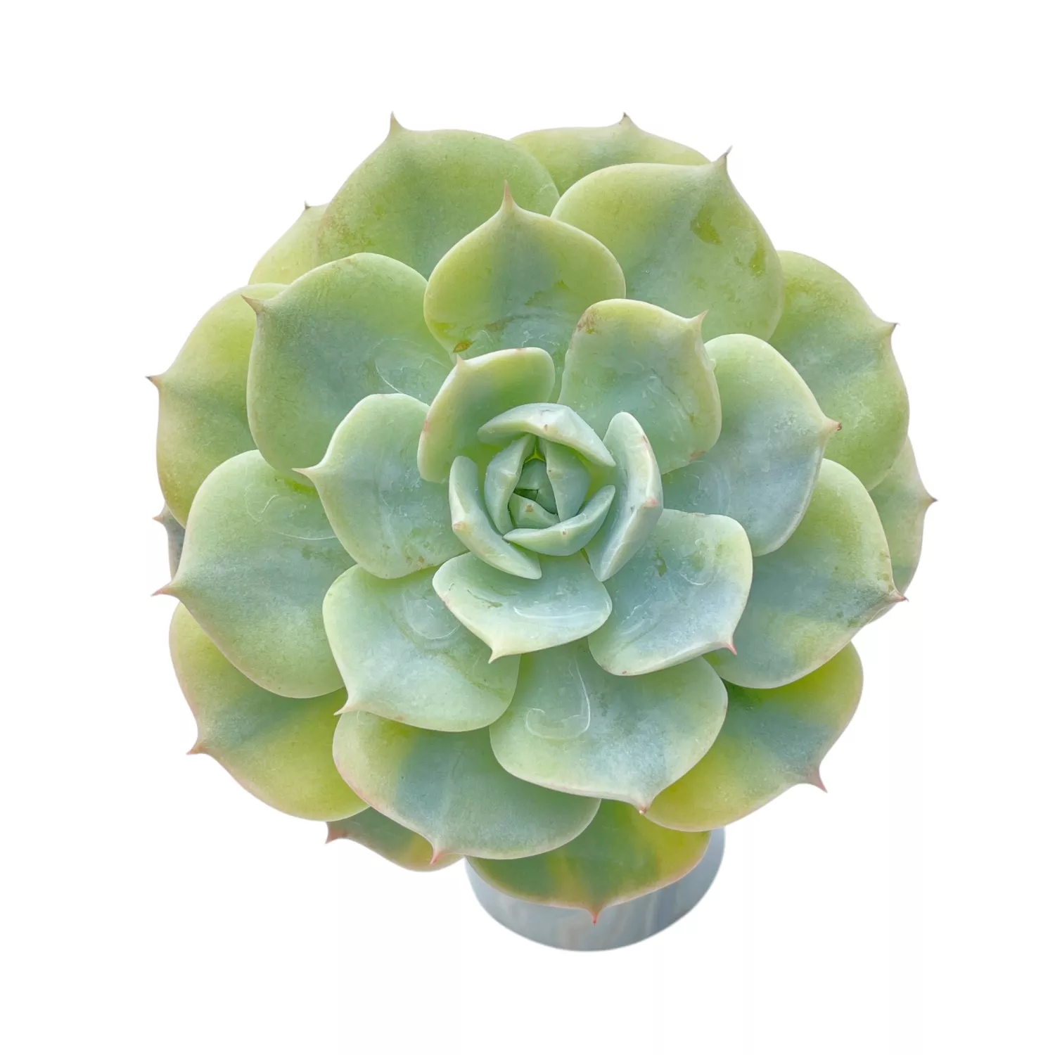 LAST CHANCE! Echeveria Bluette, Variegata