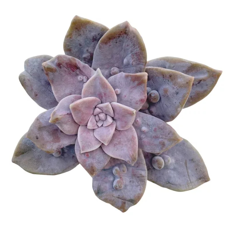LAST CHANCE! Extremely Rare! Graptopetalum Superbum, Monstrose (Not Perfect)
