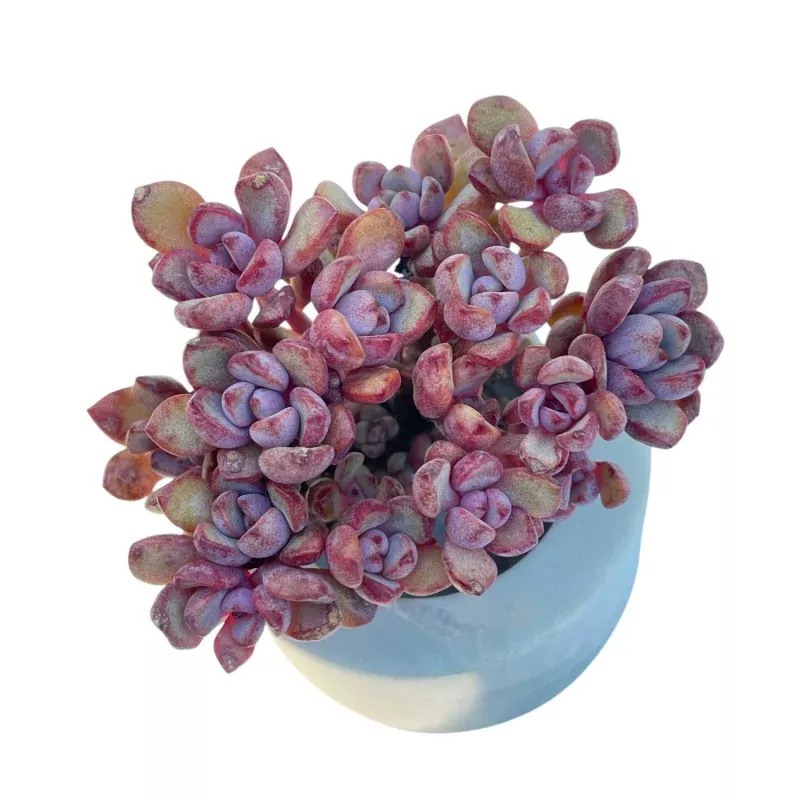 LAST CHANCE! Graptoveria Purple Dream, Cluster