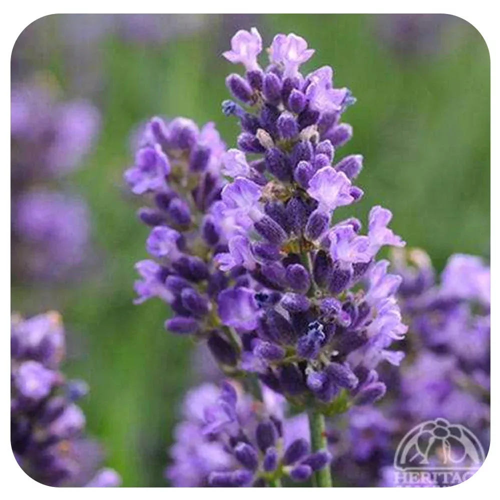 Lavender ‘Beezee Dark Blue’