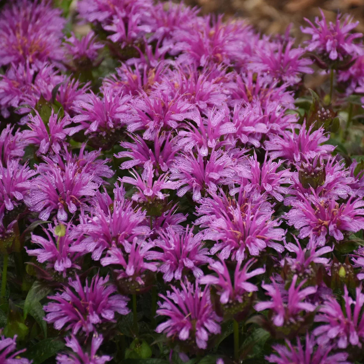 ‘Leading Lady Amethyst’ Bee Balm (Monarda)
