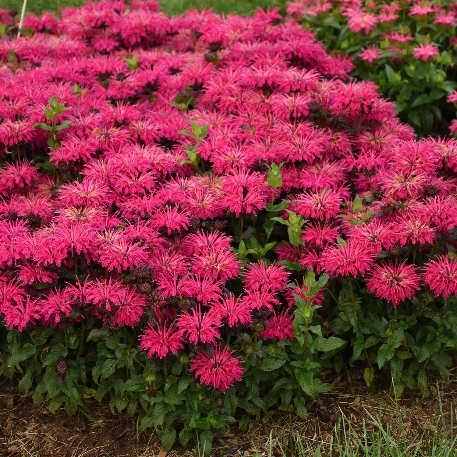 ‘Leading Lady Razzberry’ Bee Balm (Monarda)