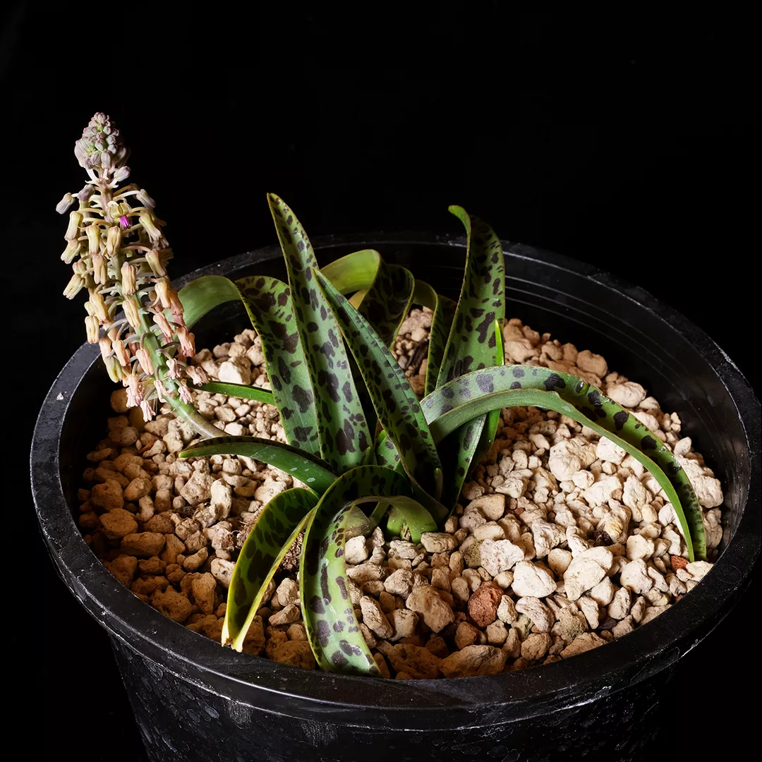 Ledebouria sp. caro
