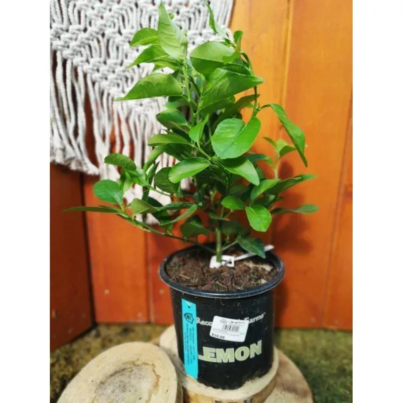 Lemon, 6in, Ponderosa Bush
