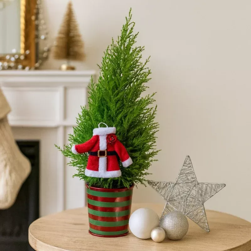 Lemon Cypress Cone with Mr Claus