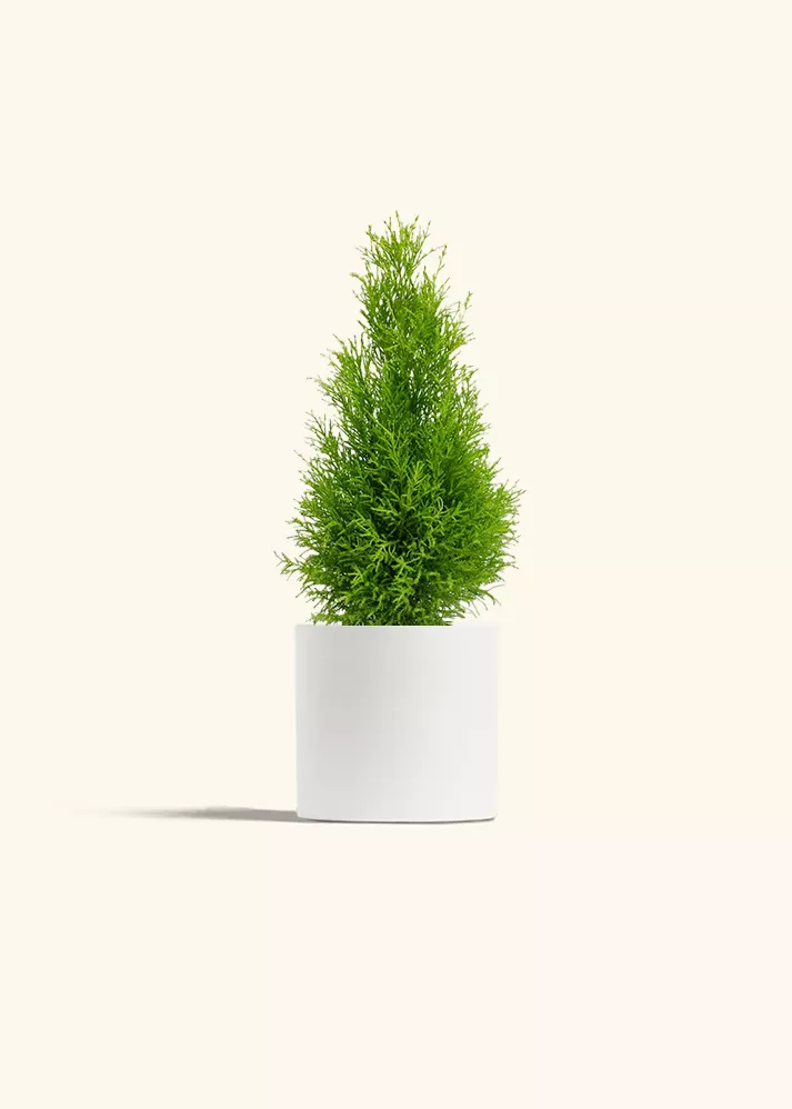 Lemon Cypress