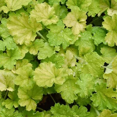 Lemon Love Coral Bells
