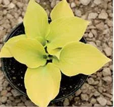 Lemontini7″Tall X 12″ Wide