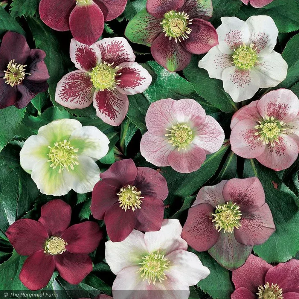 Lenten Rose, Royal Heritage #1