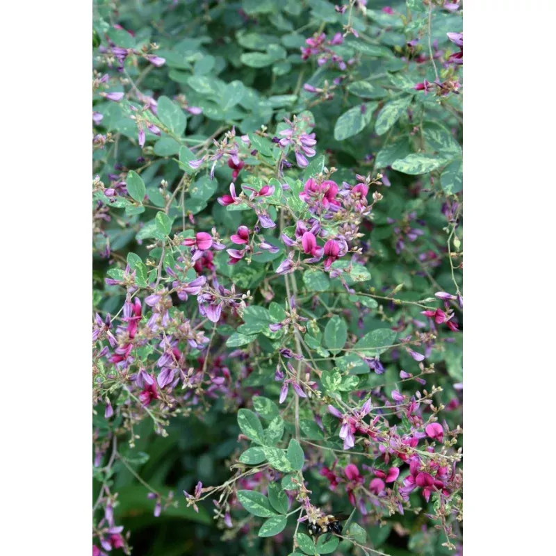 Lespedeza thunbergii Spilt Milk