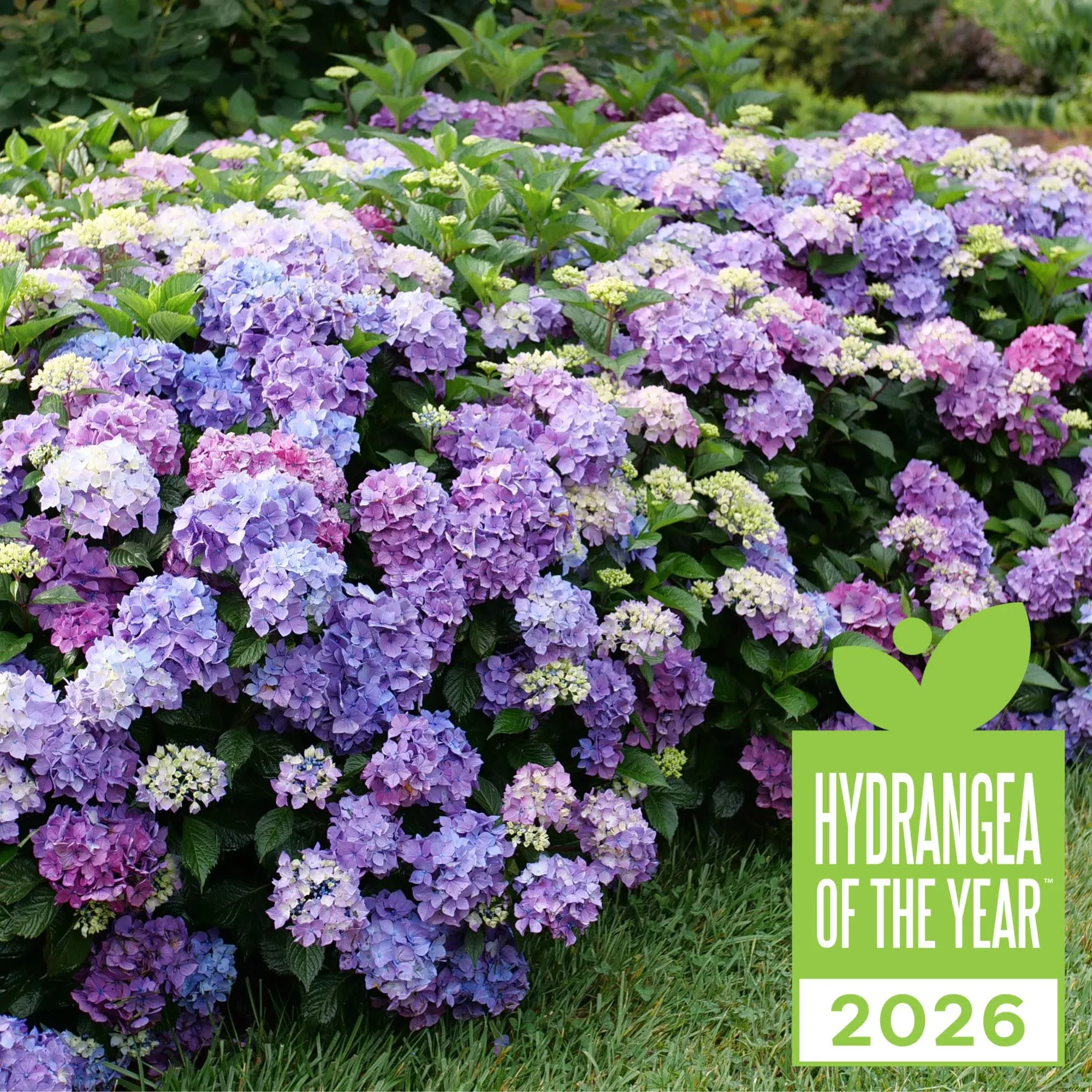 Let’s Dance Lovable Bigleaf Hydrangea (macrophylla)