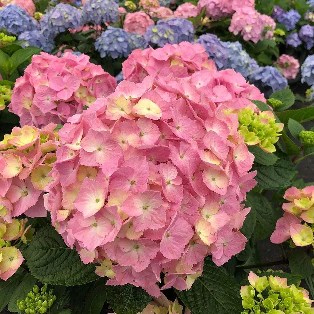 Let’s Dance Sky View Bigleaf Hydrangea