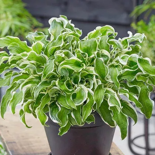 Let’s Twist Again Hosta