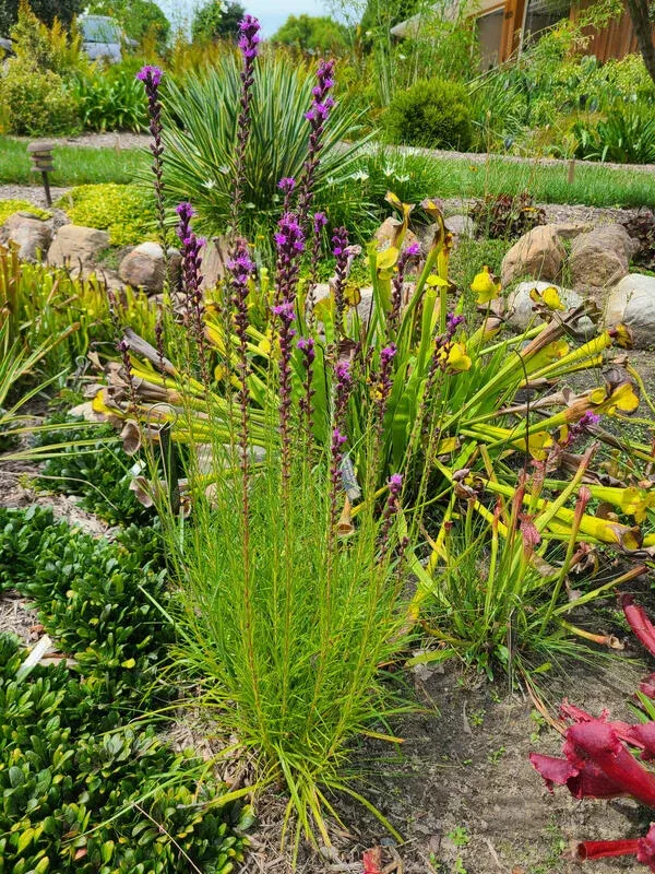 Liatris resinosa ‘American Voices’