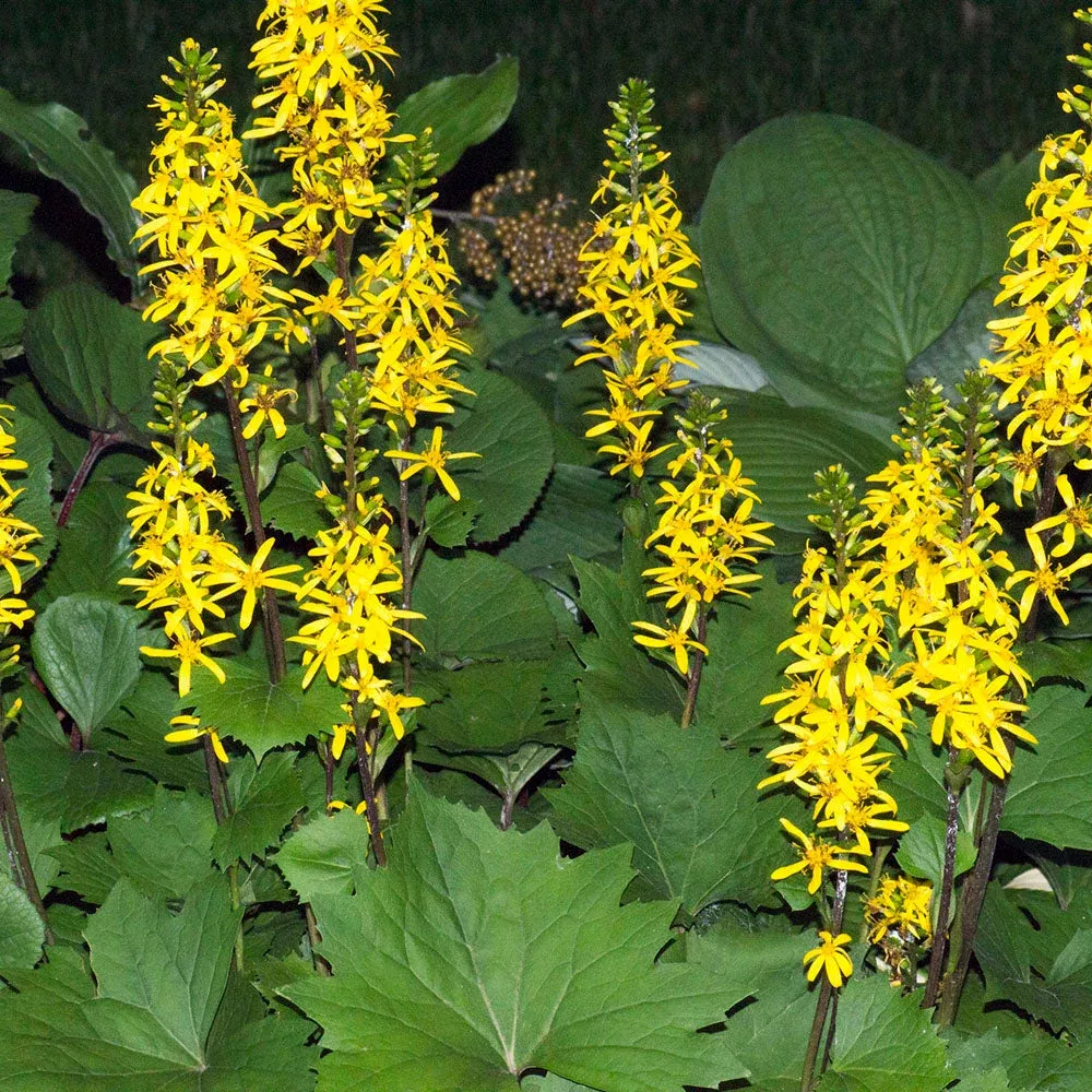 Ligularia ‘The Rocket’