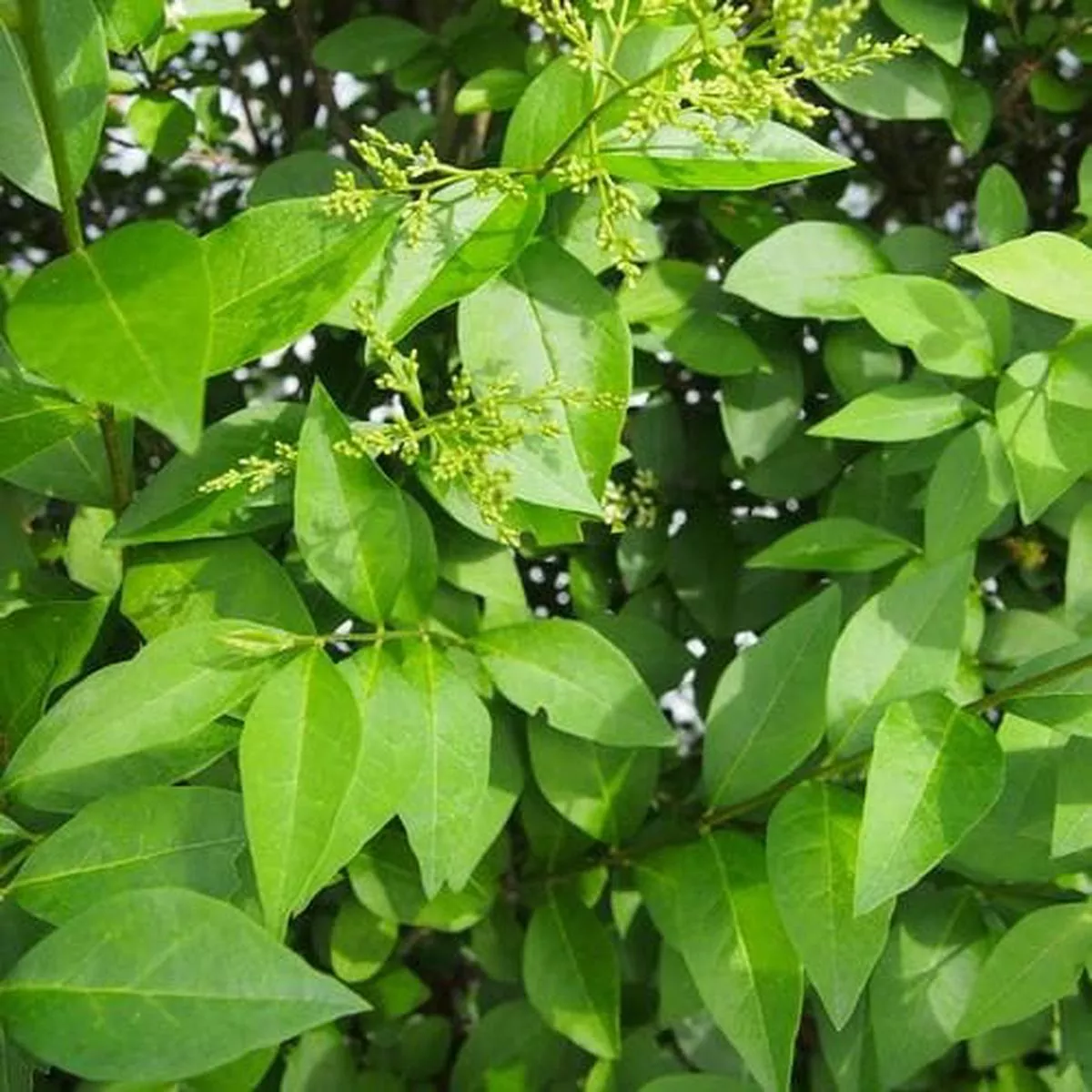 Ligustrum ovalifolium – Green Privet