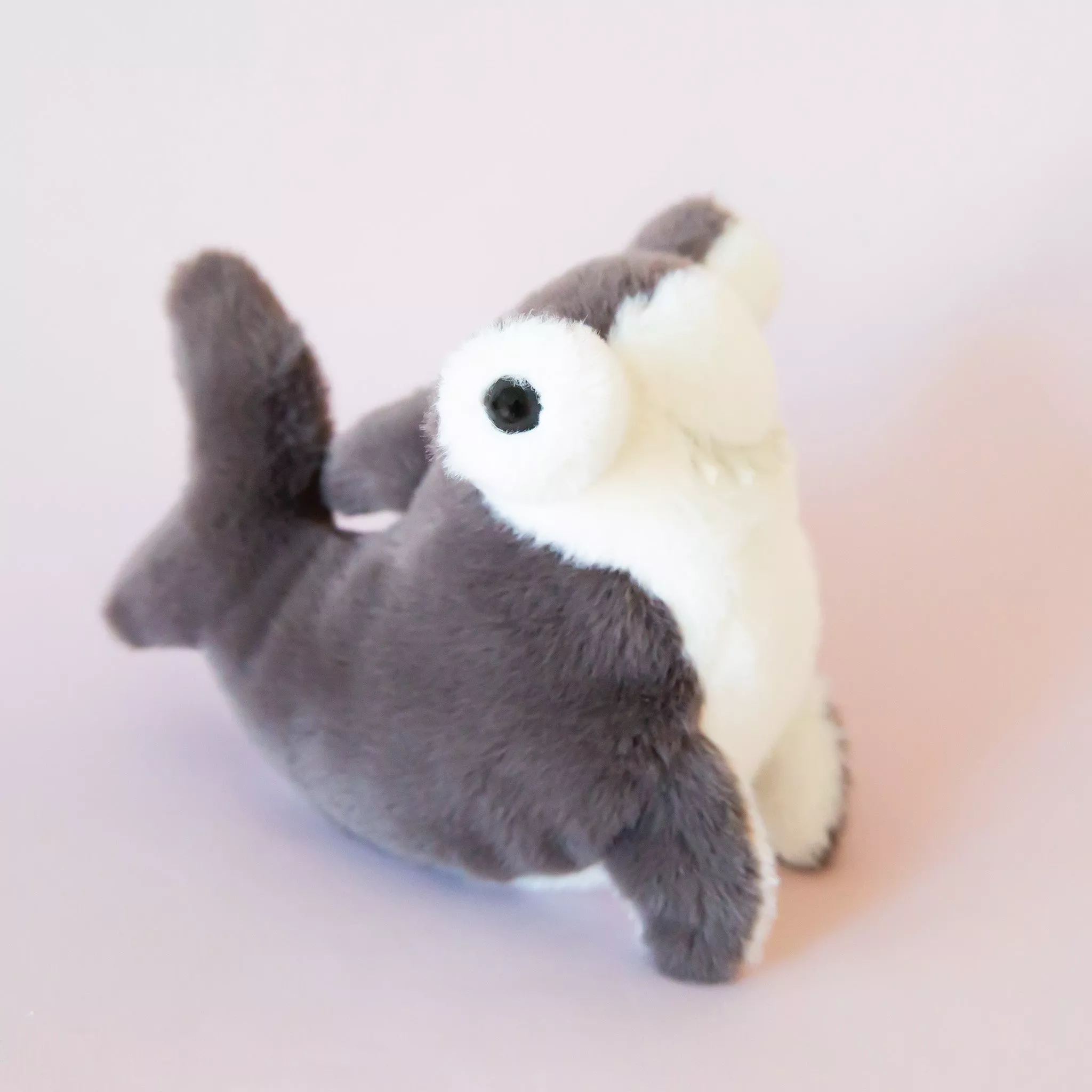 Lil' Baby Hammerhead Shark