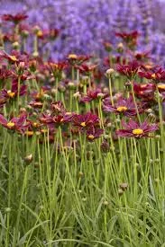 LIL BANG RED ELF COREOPSIS 1gal