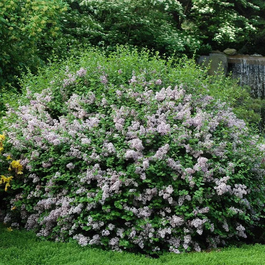 Lilac, Dwarf Korean Lilac