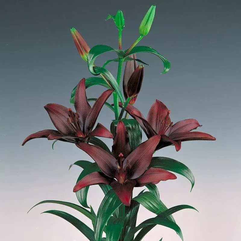 Lilium Asiatic Landini (Pack of 2)