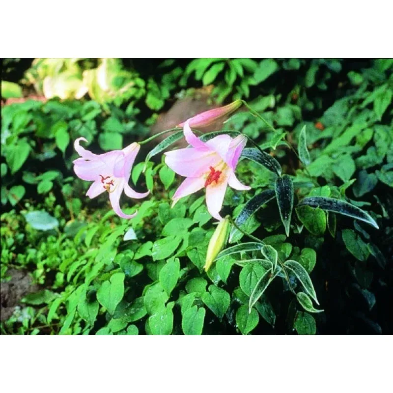 Lilium japonicum forma albomarginatum