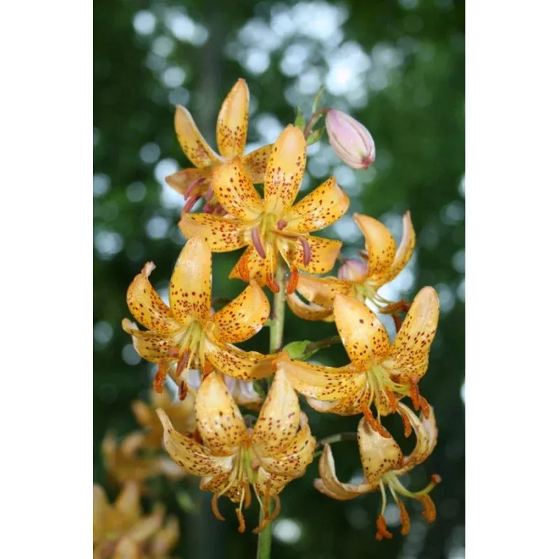 Lilium marhan Mrs R O Backhouse