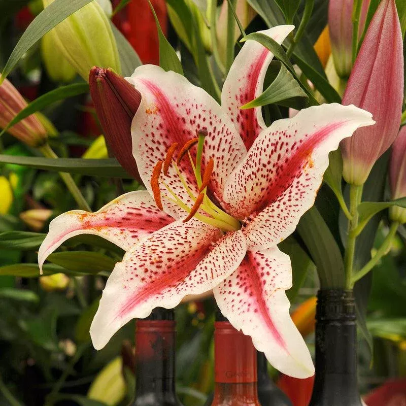 Lilium Oriental Dizzy (Pack of 2)