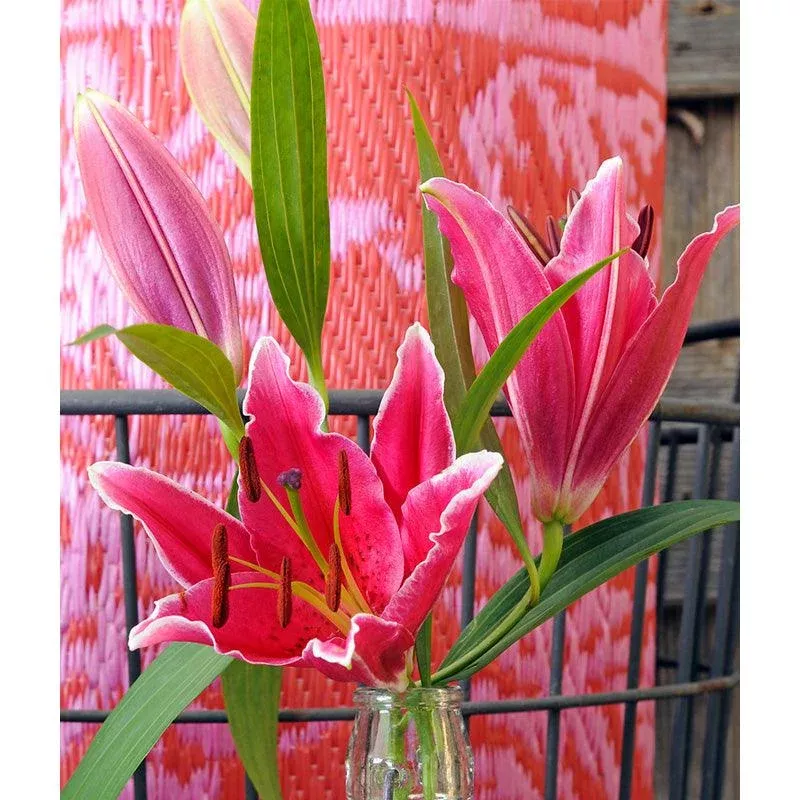 Lilium Oriental Stargazer (Pack of 2)