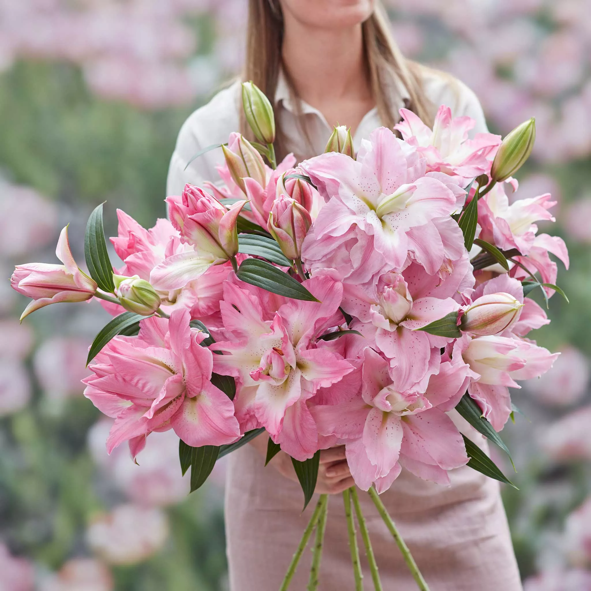Lily Bulbs - Double Pink Mix