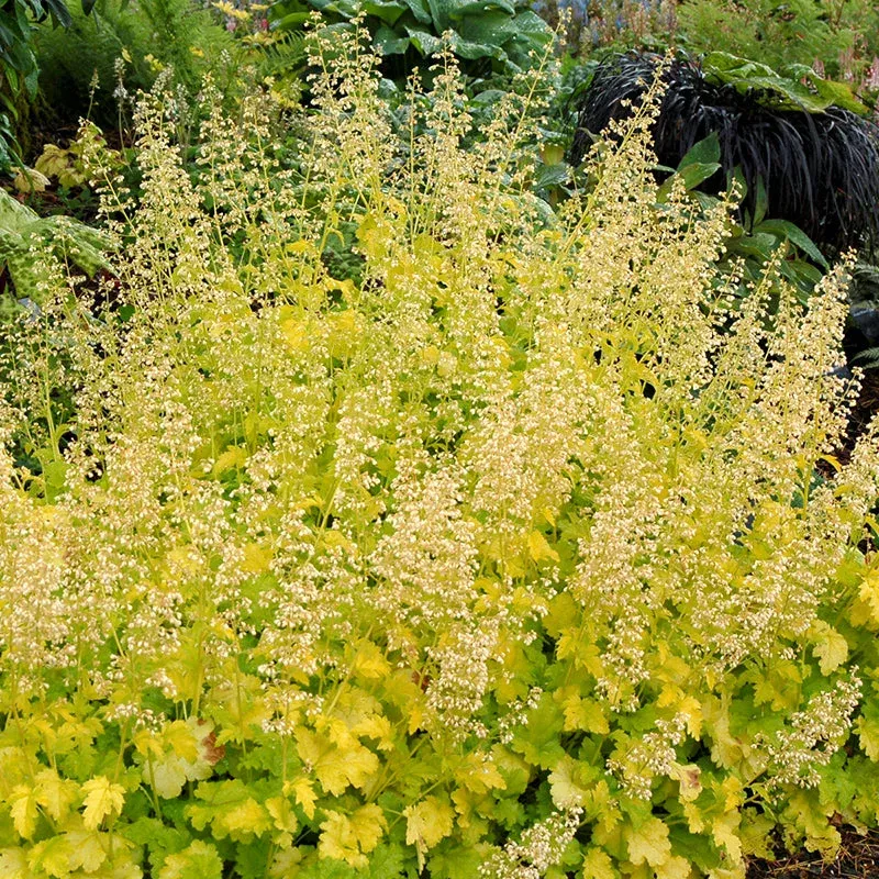 Lime Rickey Coral Bells