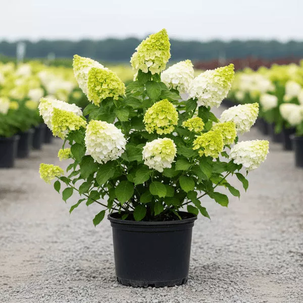 Limelight Panicle Hydrangea #3 Gal (Hydrangea paniculata)
