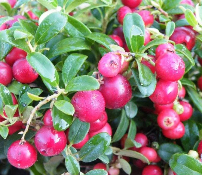 Lingonberry Set Magenta and Red Sunset PP