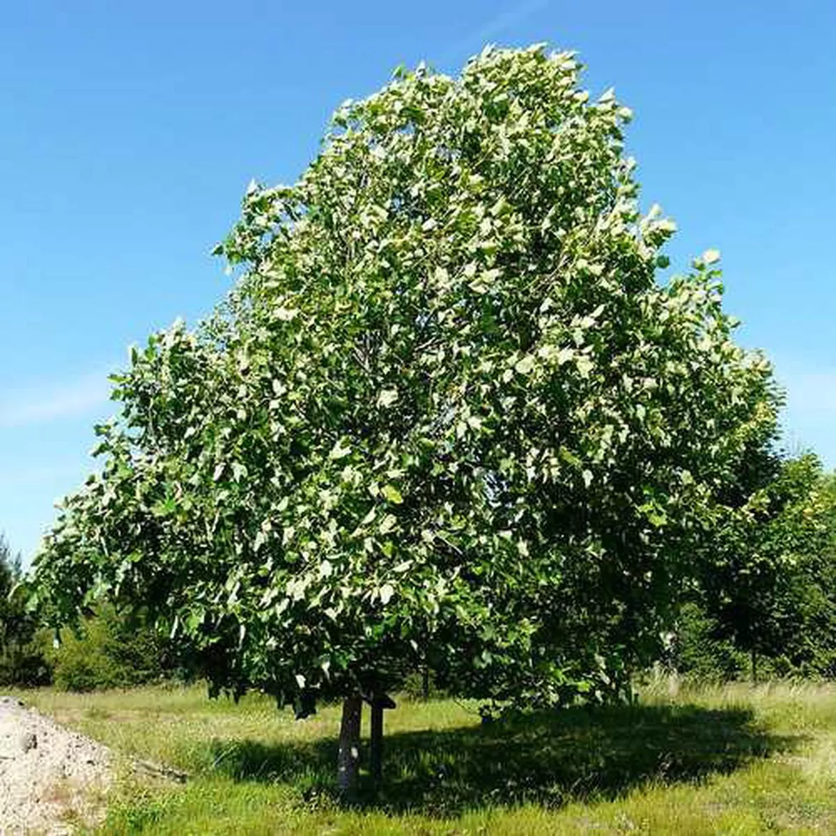 Liriodendron tulipifera – Tulip Tree