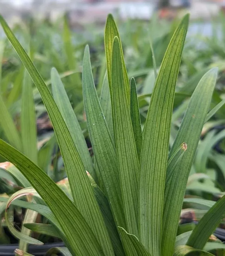 Liriope Muscari `Big Blue`
