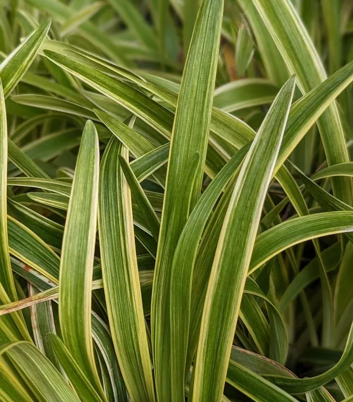 Liriope muscari variegata