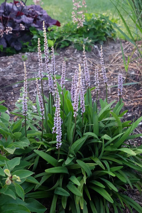 Liriope platyphylla Peters Pick