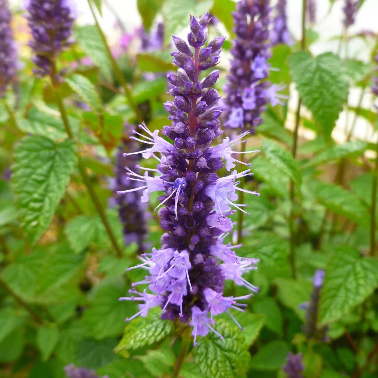 ‘Little Adder’ Hummingbird Mint (Agastache)
