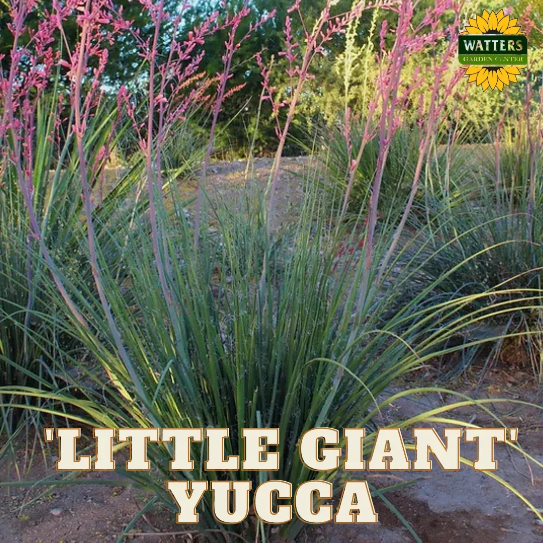 LITTLE GIANT YUCCA 15gal