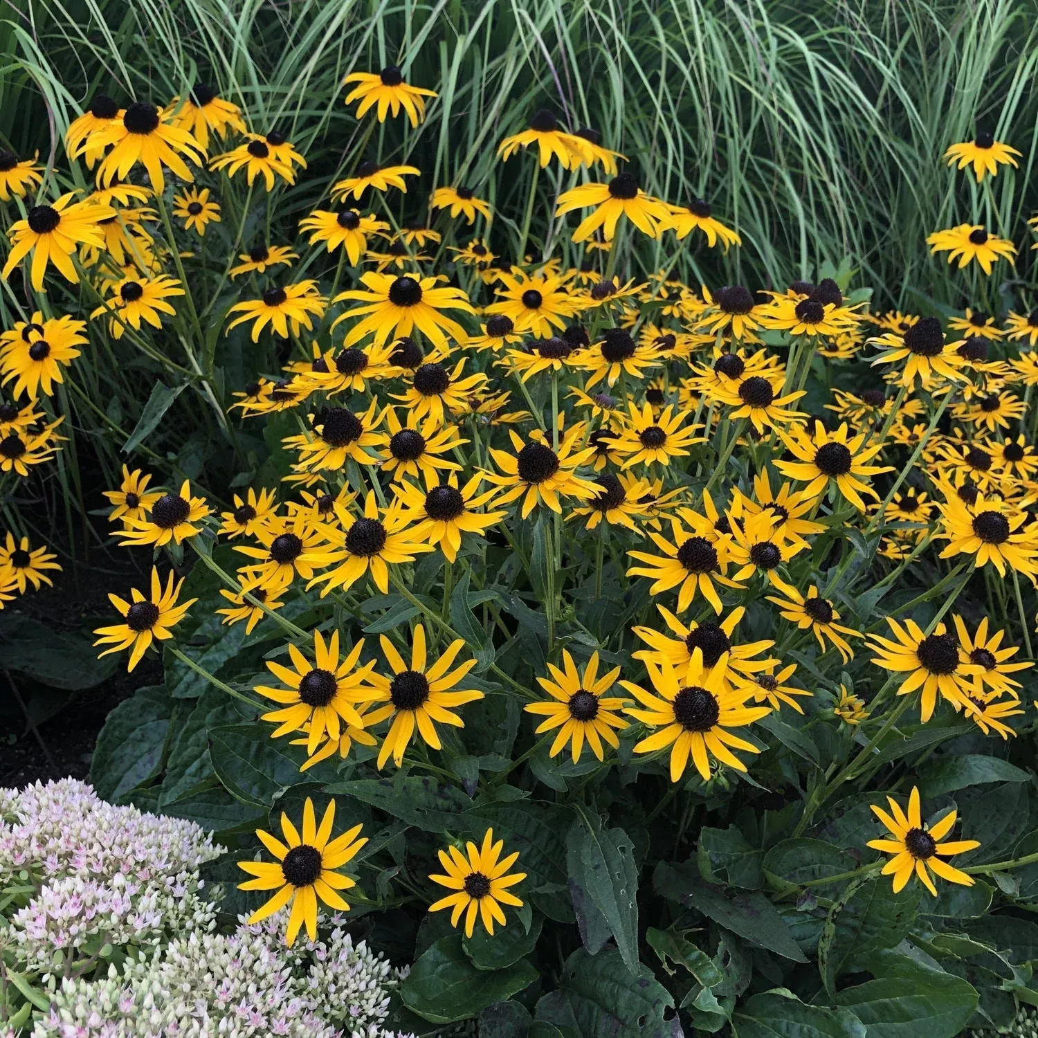 ‘Little Goldstar’ Black-Eyed Susan (Rudbeckia)