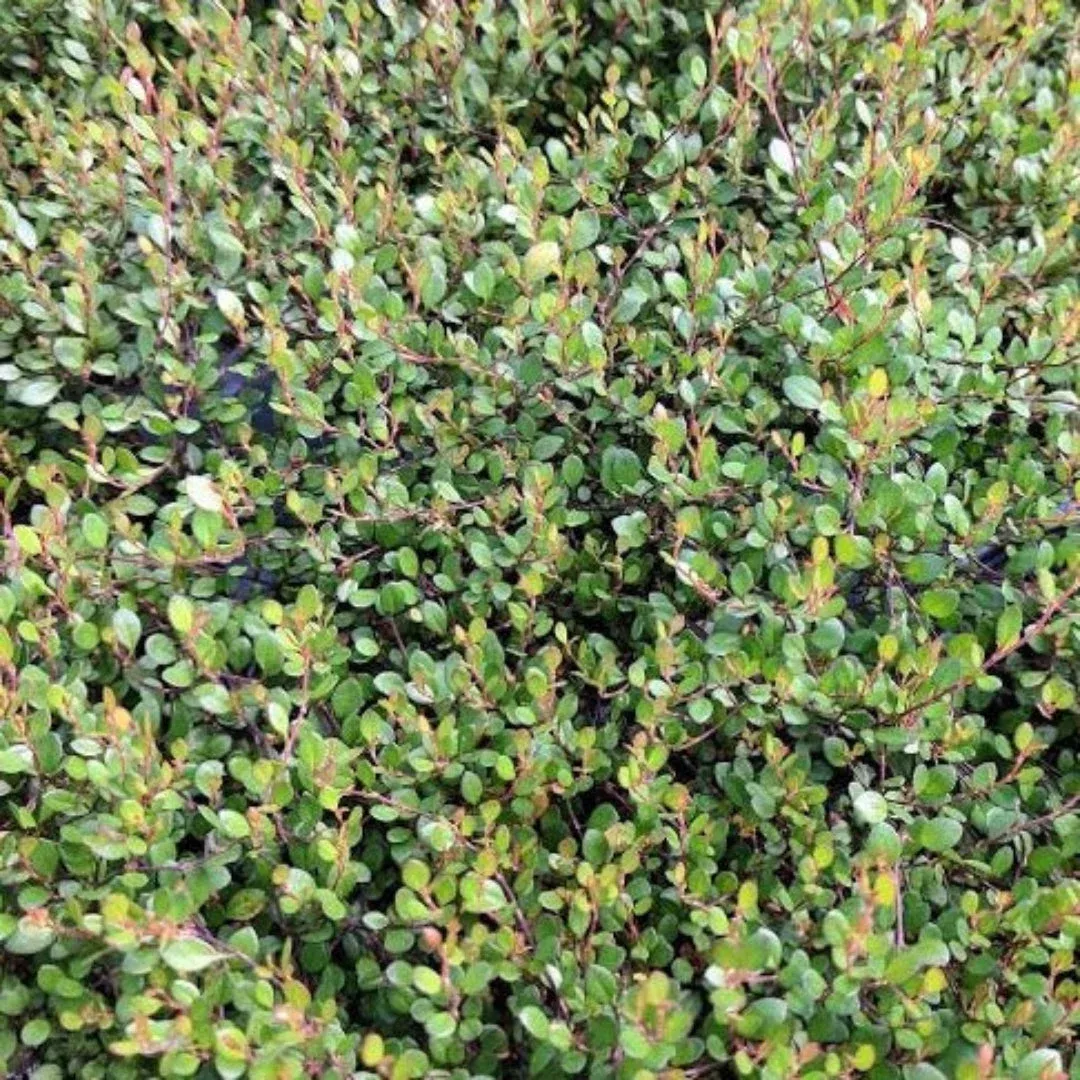 Little Leaf Wirevine – Delicate Tiny-Leaved | Pixies Gardens