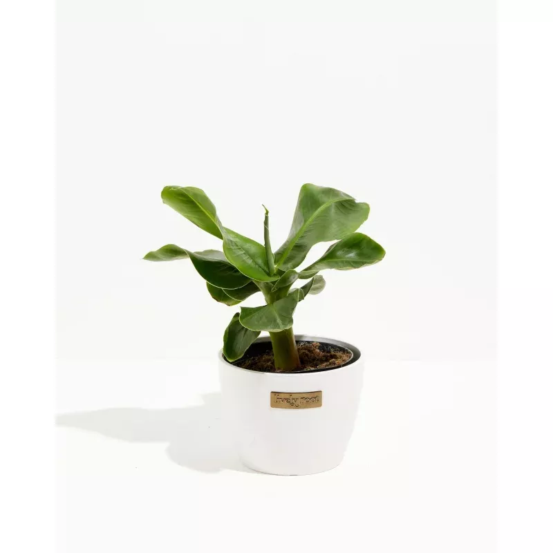 Little Prince Dwarf Green Banana Tree