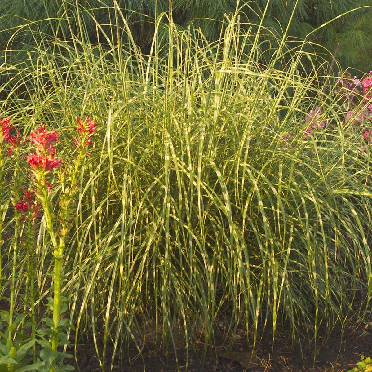 ‘Little Zebra’ Maiden Grass (Miscanthus)