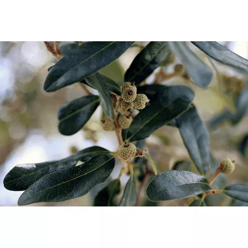 Live Oak